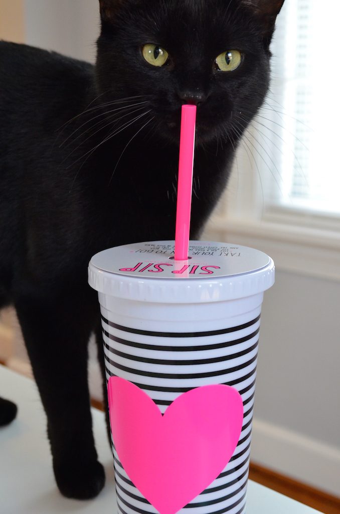 kitty-drinking-from-bando-cup